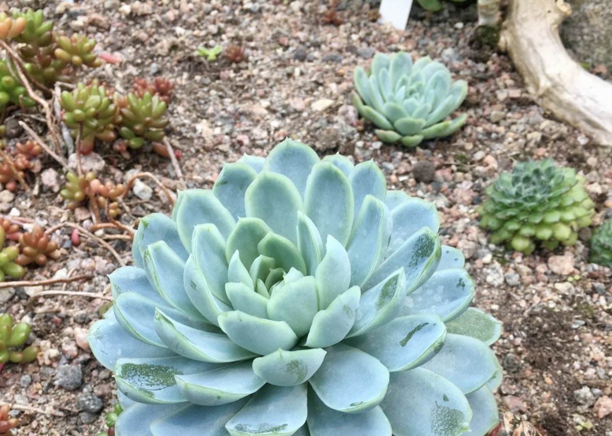 Суккулент в ботаническом саду