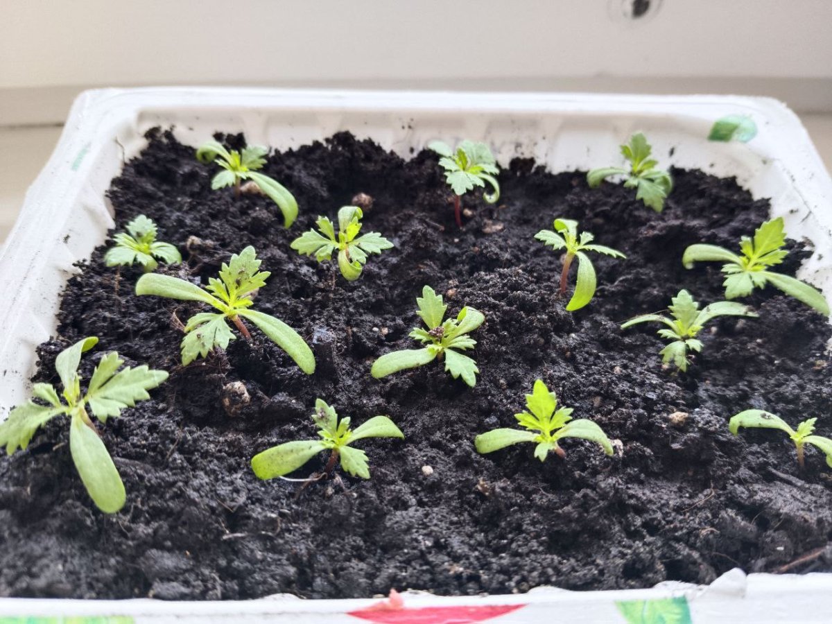 рассада бархатцев