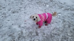 Собака на улице зимой в Мурманске