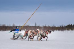 Олени везут упряжку.