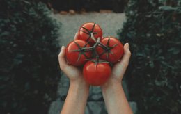 томаты в руках
