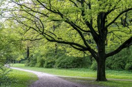 Зеленые деревья в парке