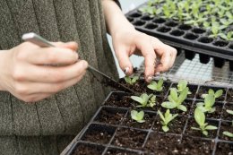 Сажают рассаду