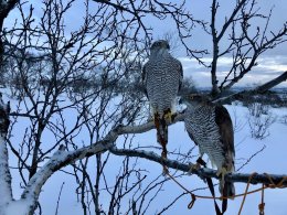 Ястребы-тетеревятники сидят на дереве зимой
