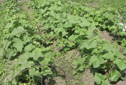 огуречные кусты на открытой грядке