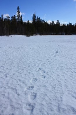 Следы медведя на территории заповедника.