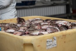 Рыбные головы на фабрике в Мурманской области.