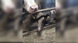 Коровы в ужасных условиях на ферме в Апатитах