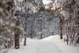 Дорожка в снежном лесу зимой