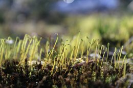 Рассада в земле