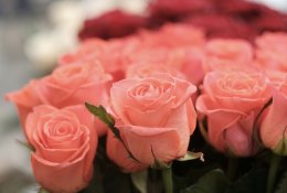 Букет розовых роз