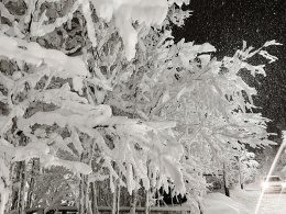 Деревья в снегу зимой