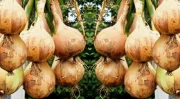 крупные луковицы