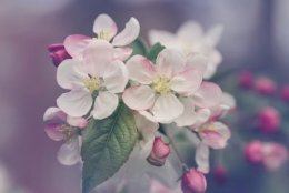 Цветы вишни