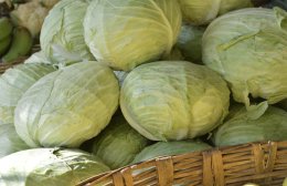 Много качанов капусты