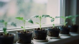 всходы томатов на подоконнике