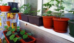 балкон с цветами