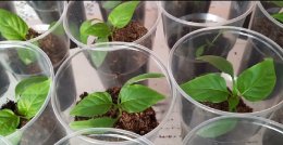 рассада перцев