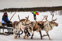 Соревнования по гонке на оленьих упряжках.
