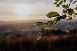 ветка дерева на фоне туманного утра