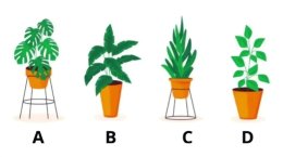 разные комнатные растения