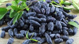 ягоды жимолости