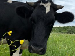 Корова на лугу