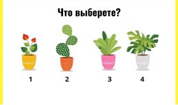 четыре растения в горшках