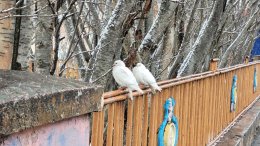 Стволы деревьев и птицы в городе