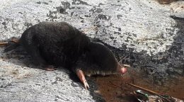 крот у воды