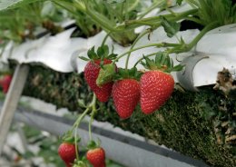 Клубника на грядке