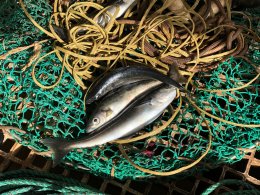 Пойманная в сети рыба