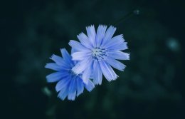 Василек крупным планом