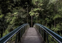 Мост в лесу