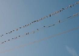 Птицы на проводах