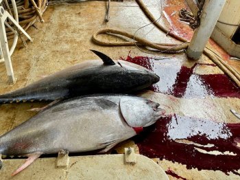 На палубе судна лежат два крупных тунца.