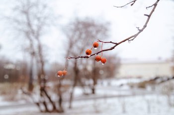 Веточка с ягодами рябины под дождем.