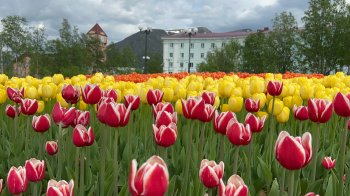 Тюльпаны в Кировске
