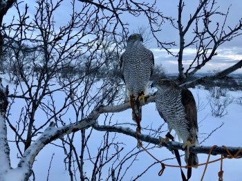 Ястребы-тетеревятники сидят на дереве зимой
