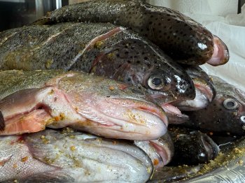 Свежая форель