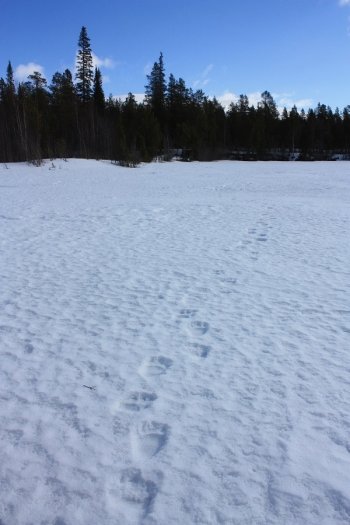 Следы медведя на территории заповедника.
