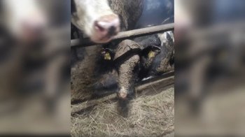 Коровы в ужасных условиях на ферме в Апатитах