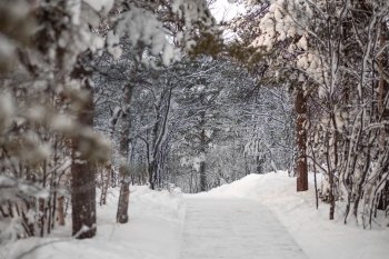 Дорожка в снежном лесу зимой