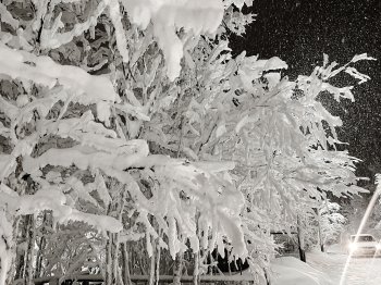 Деревья в снегу зимой