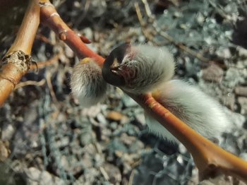 Почки на деревьях