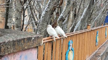 Стволы деревьев и птицы в городе