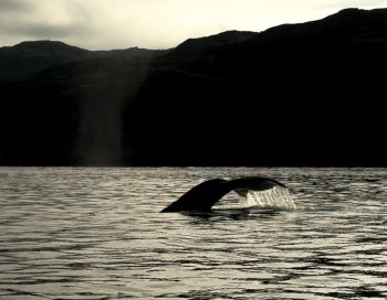 Хвост кита торчит из моды