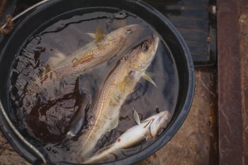 Пойманная треска в ведре.