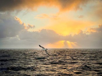 Чайка над морем