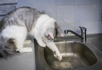 Кошка трогает текущую из-под крана воду.
